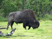 051  bison.JPG